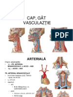 Vascularizatie Cap Gat - Amlppt