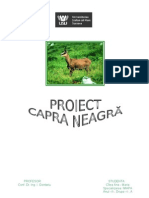 Capra Negra