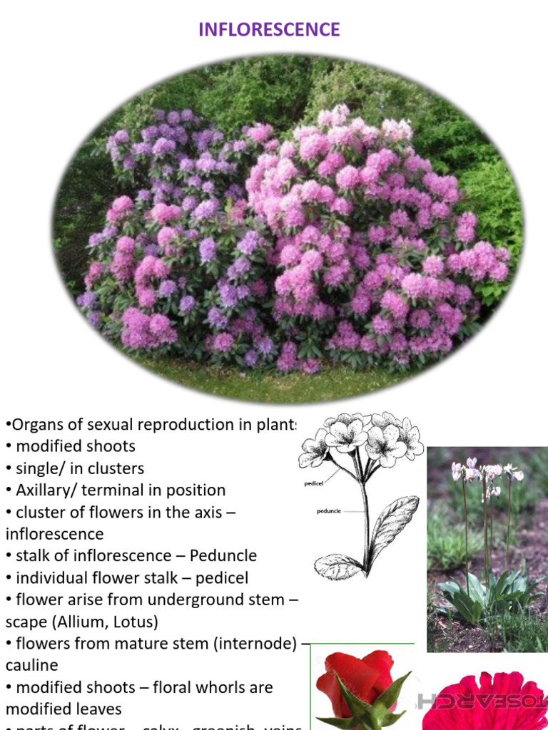 Types of Inflorescence in Plants | PDF | Plant Morphology | Branches Of ...