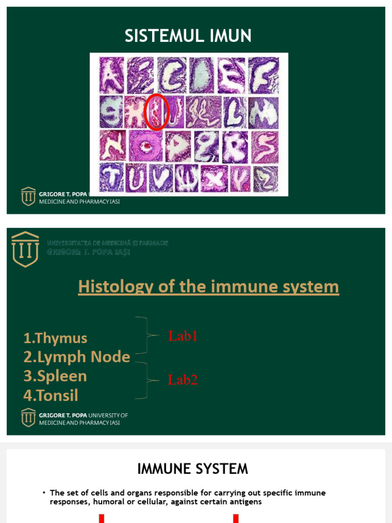 Immune System Histology Overview | PDF | Lymphocyte | Lymphatic System