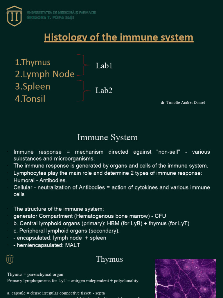 Thymus Lymphnode Mg Eng Pdf Lymph Node Lymphatic System