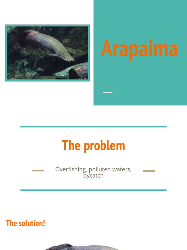 Arapaima | PDF