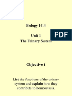 Unit 1 1 Urinary System