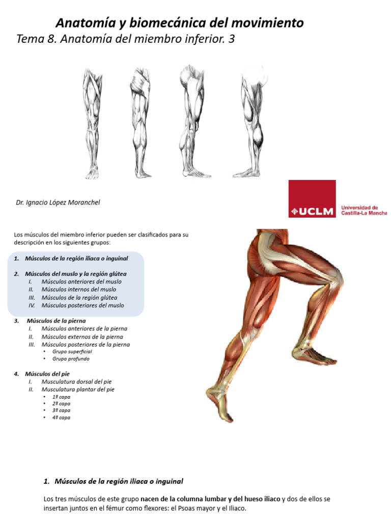 Anatomía del Miembro Inferior | PDF | Cadera | Tejido suave