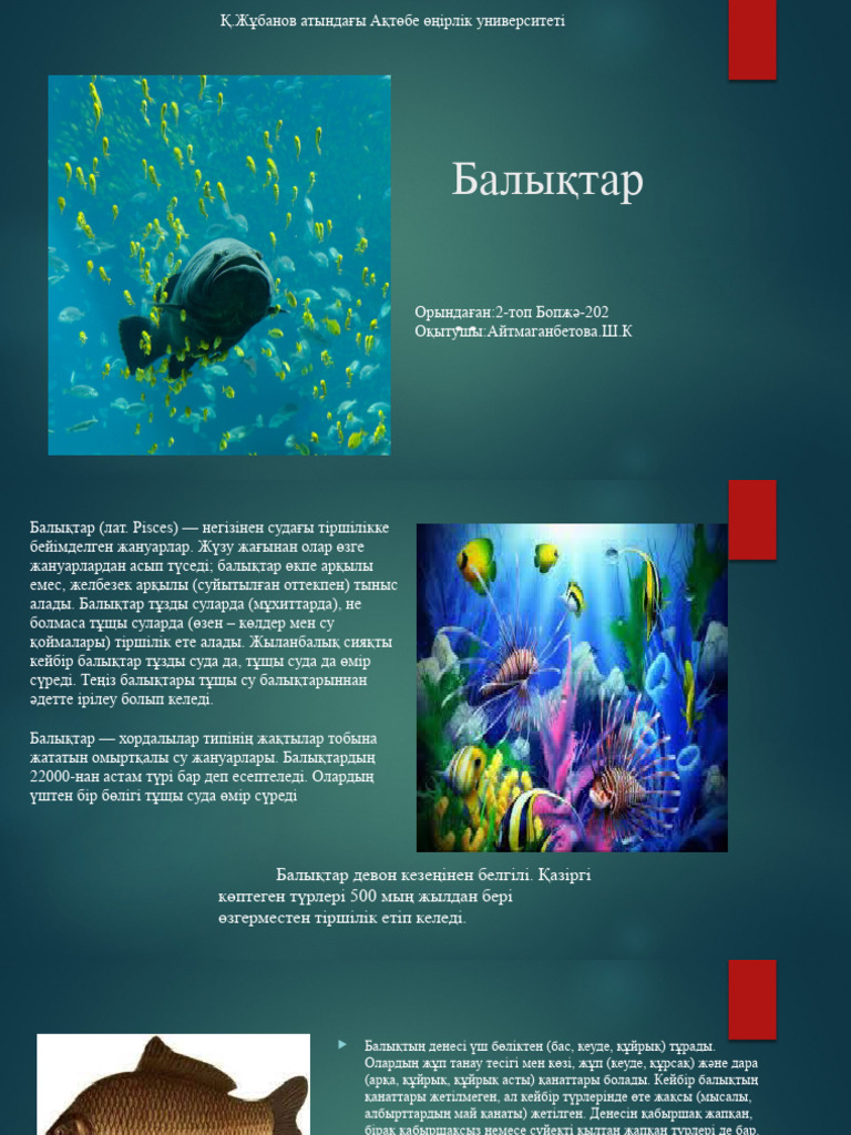 Жеке компанияның онлайн порно фильмдері