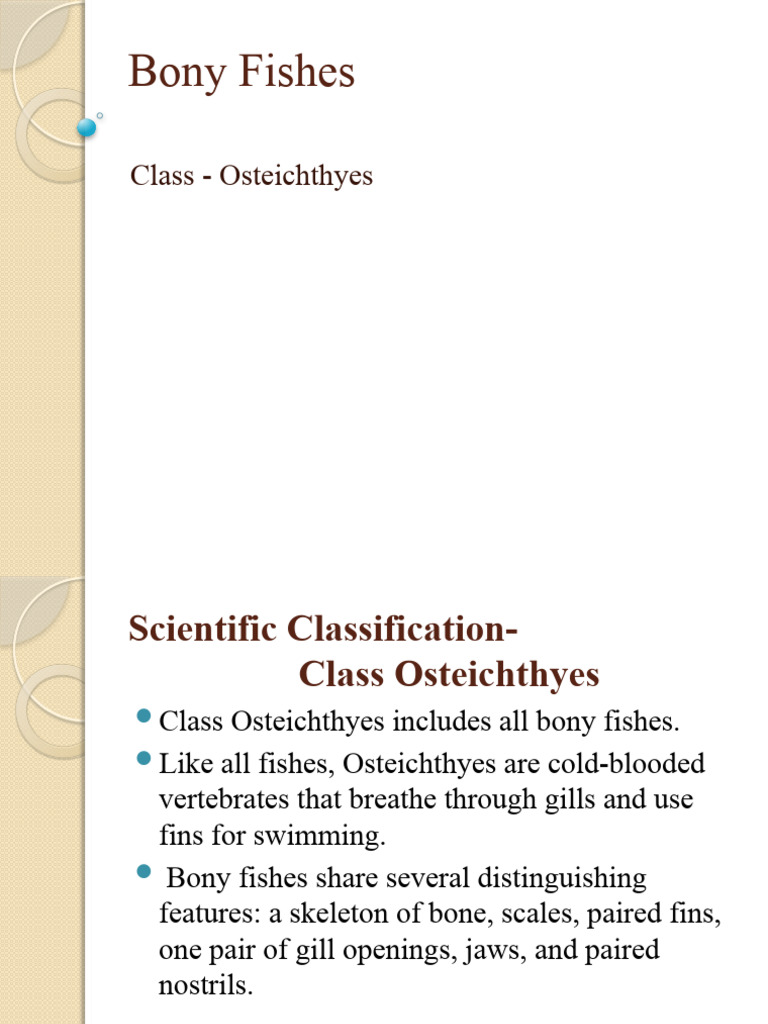 Bony Fishes PDF Fish Egg