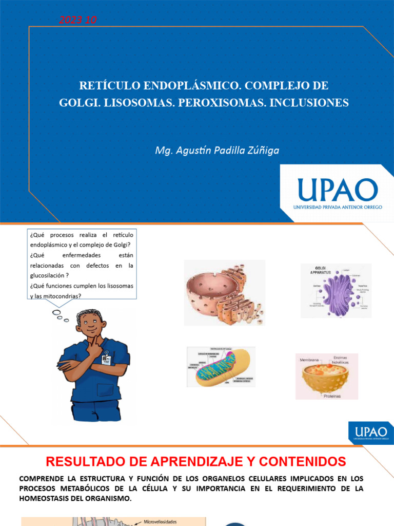 Funciones de Organelos Celulares | PDF | Retículo endoplásmico | Lisosoma