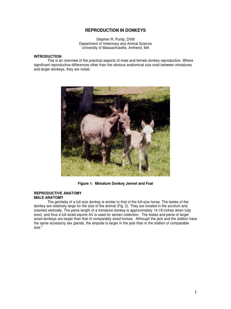 reproduction-in-donkeys-pdf-vagina-donkey
