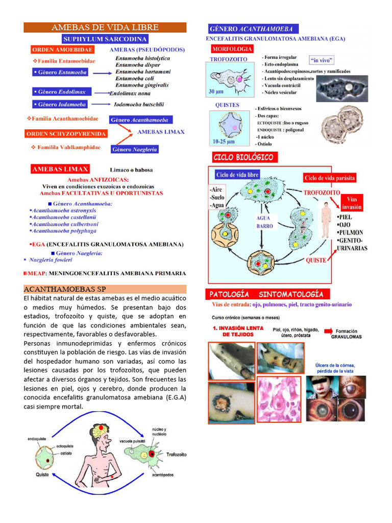Amebas de Vida Libre | PDF