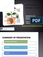 Anatomy of Dicot Plant v2