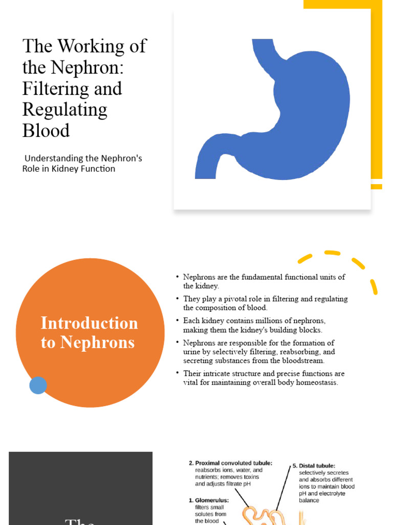 Nephron Function in Kidney Health | PDF | Kidney | Urinary System