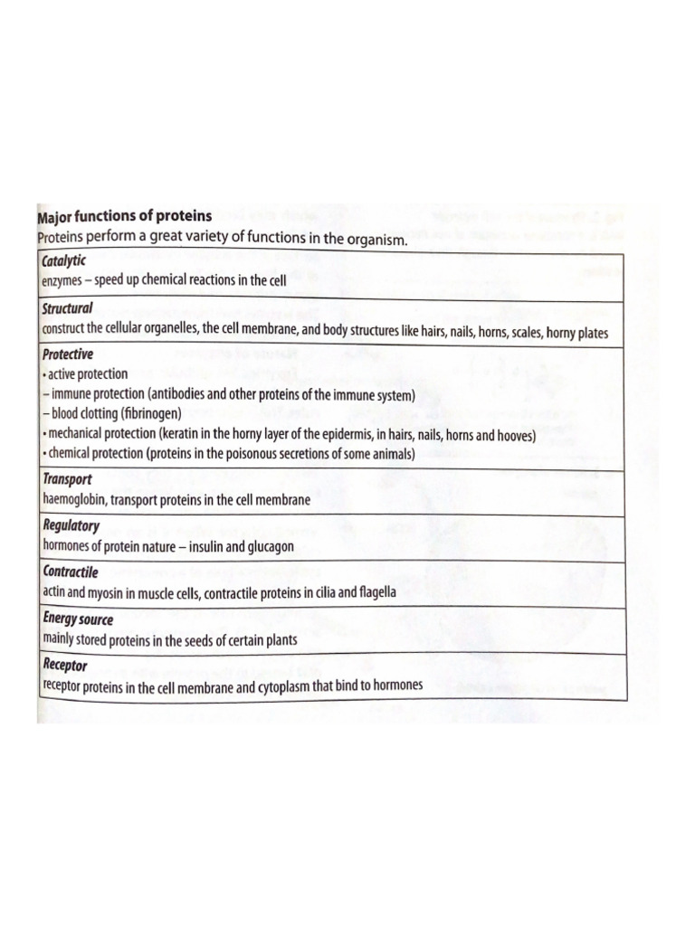 What Are The Four Major Functions Of Proteins