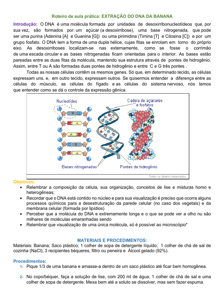 Roteiro de Extração de DNA da Banana | PDF | DNA | Célula (Biologia)