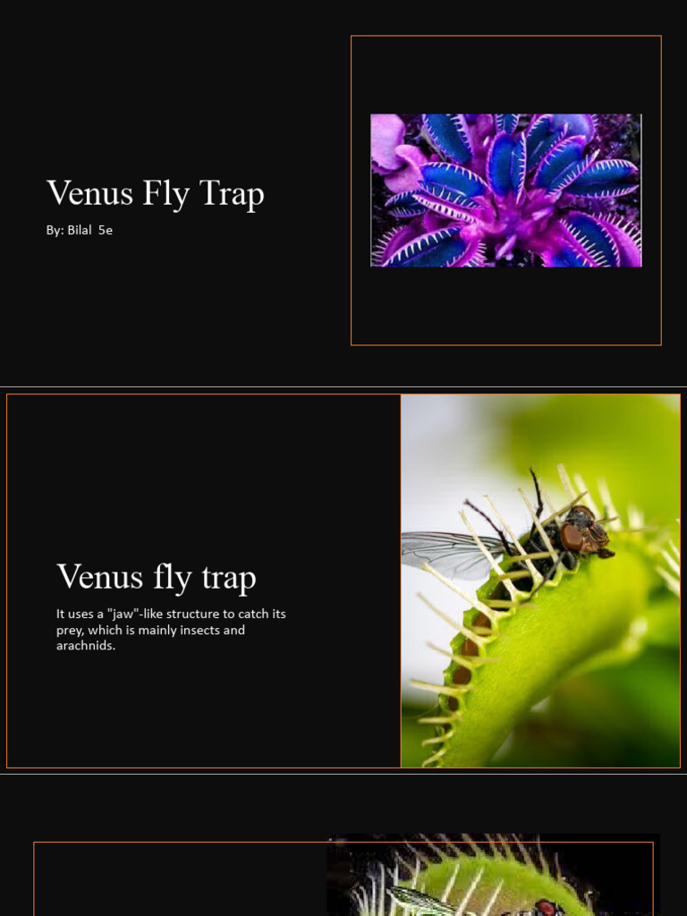 Venus Flytrap: Growth and Reproduction | PDF