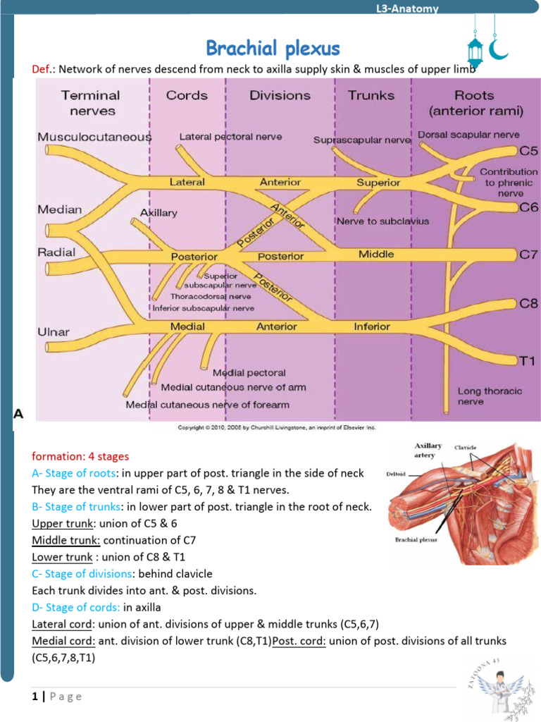 Brachial Plexus Anatomy Overview | PDF | Science & Mathematics