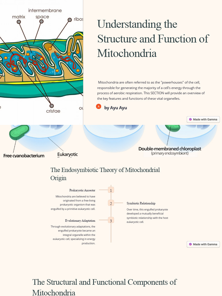 Understanding the Structure and Function of Mitochondria Biology Diagrams