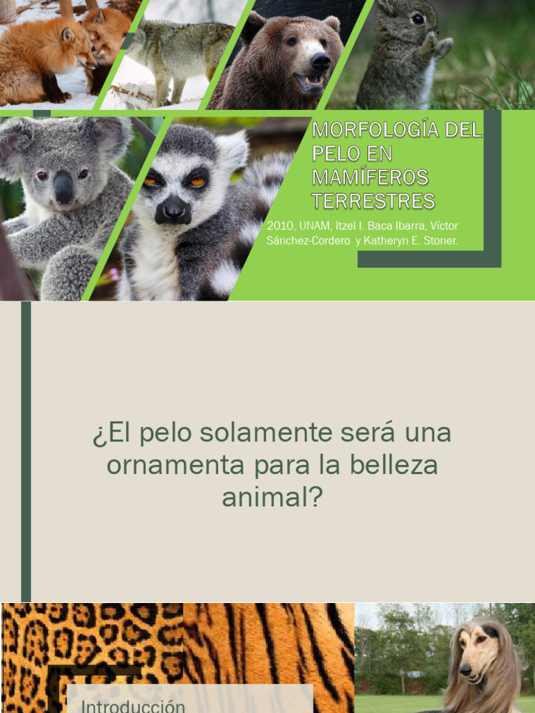 Morfología de pelaje en mamiferos | PDF | Pelo | Mamíferos
