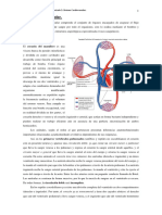 Cardiovascular. Apuntes de Fisiologia Basica.