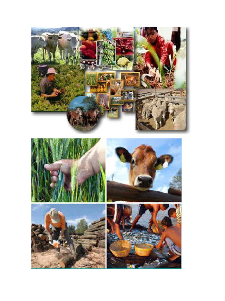 Act Economicas Chiapas | PDF