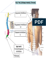 Σπονδυλική Στήλη 2017