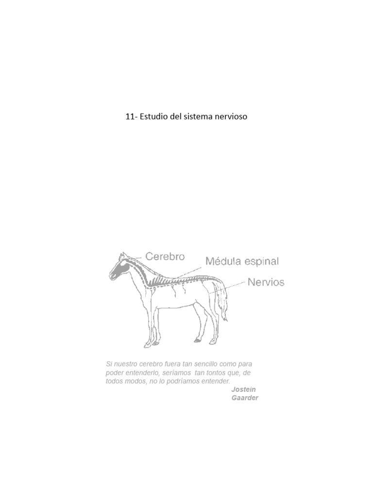 Clase 11. Sistema Nervioso y Endocrino en Animales | PDF | Sistema ...