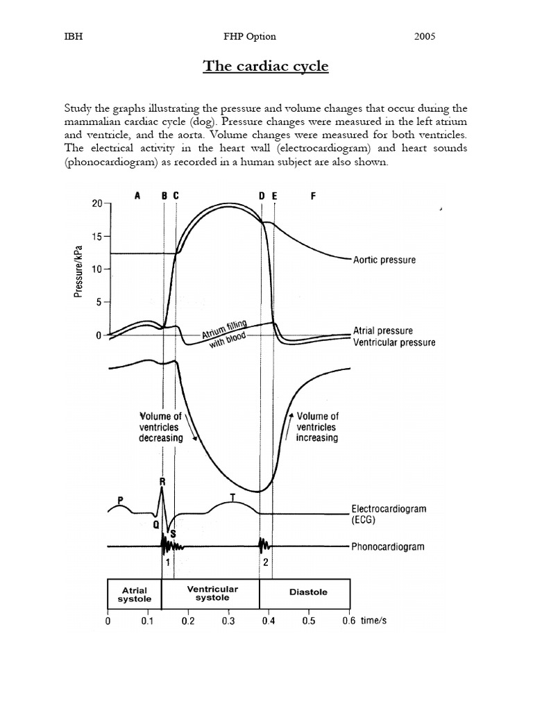 The Cardiac Cycle 05 | PDF | Ventricle (Heart) | Atrium (Heart)