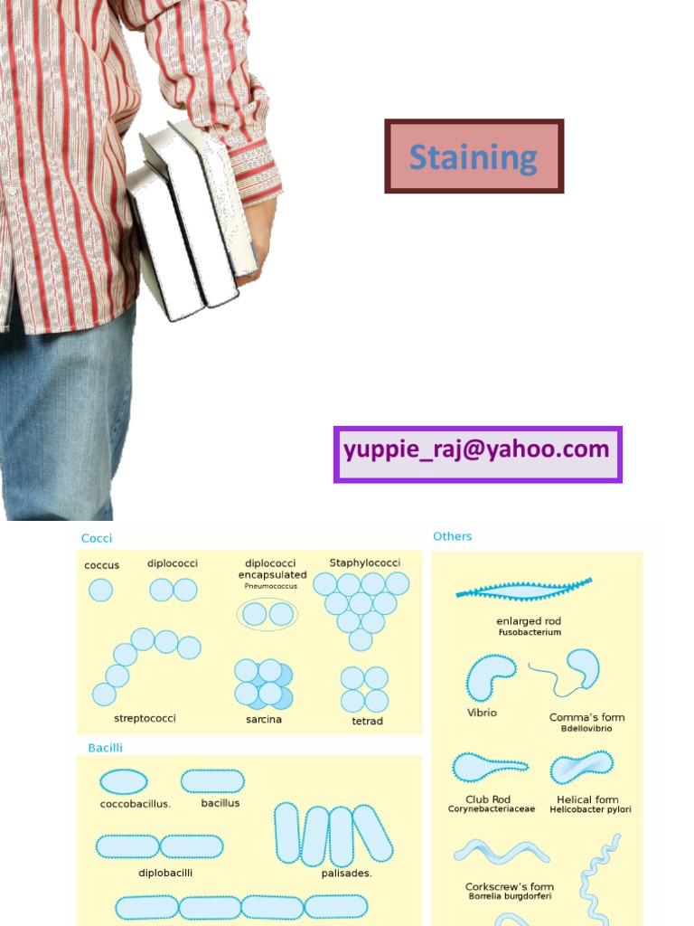 Understanding Bacterial Staining Techniques | PDF | Staining | Microscopy