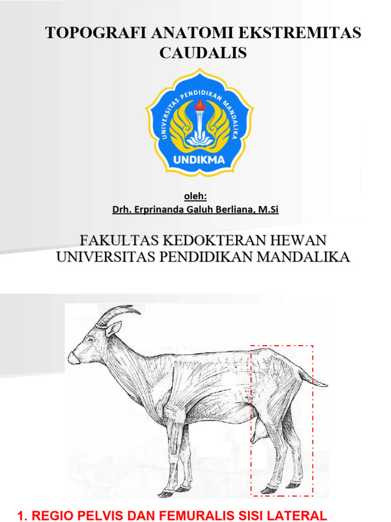 Topografi Anatomis Extremitas Caudalis | PDF | Sains & Matematika