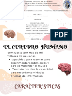 El Cerebro Humano