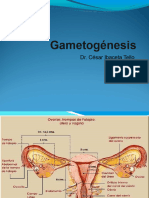 gametogenesis.ppt