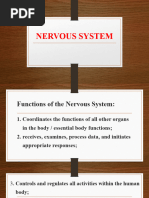 Nervous System