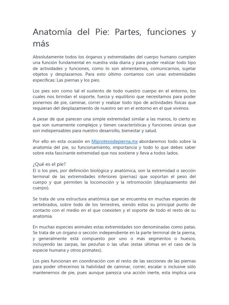 Guía Completa de la Anatomía del Pie | PDF | Pie | Tobillo