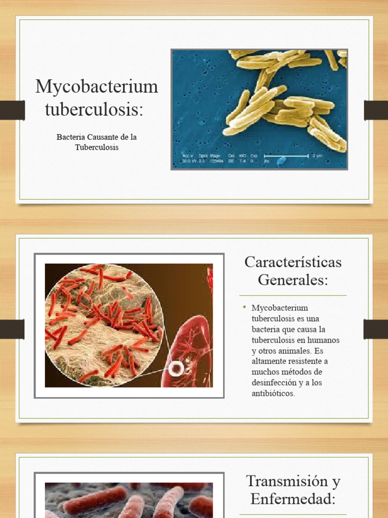 Tuberculosis: Bacteria y Resistencia | PDF | Tuberculosis | Mycobacterium