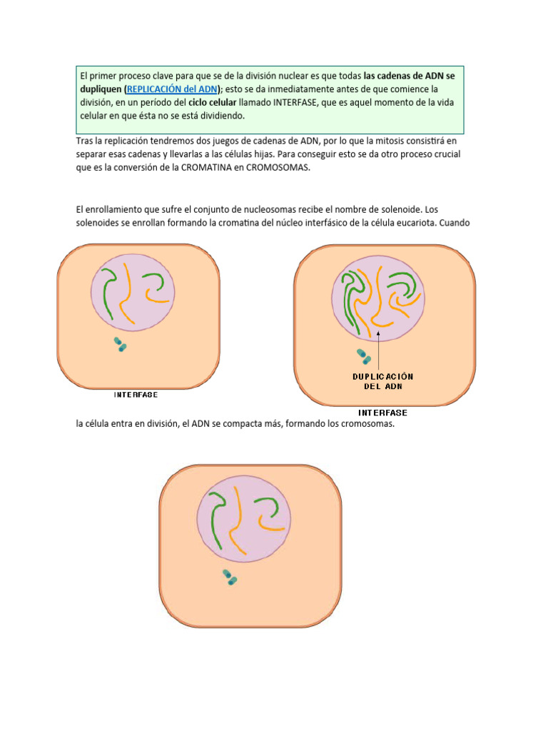 Replicacion de DNA | PDF | Ciencia y matemáticas | Tecnología