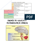 PUENTE DE VAROLIO O PROTUBERANCIA ANULAR