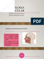 Fisiologia Muscular Sin Habitos