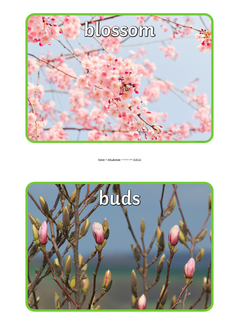 Spring Nature Guide for Kids | PDF | Home & Garden