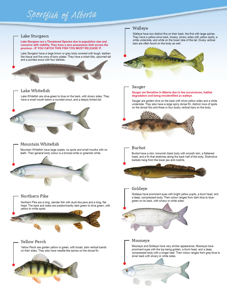 Alberta Fish Identification Guide | PDF | Rainbow Trout | Trout