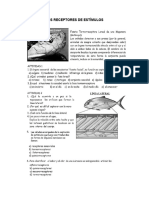 LOS RECEPTORES DE ESTÍMULOS ACTIVIDAD