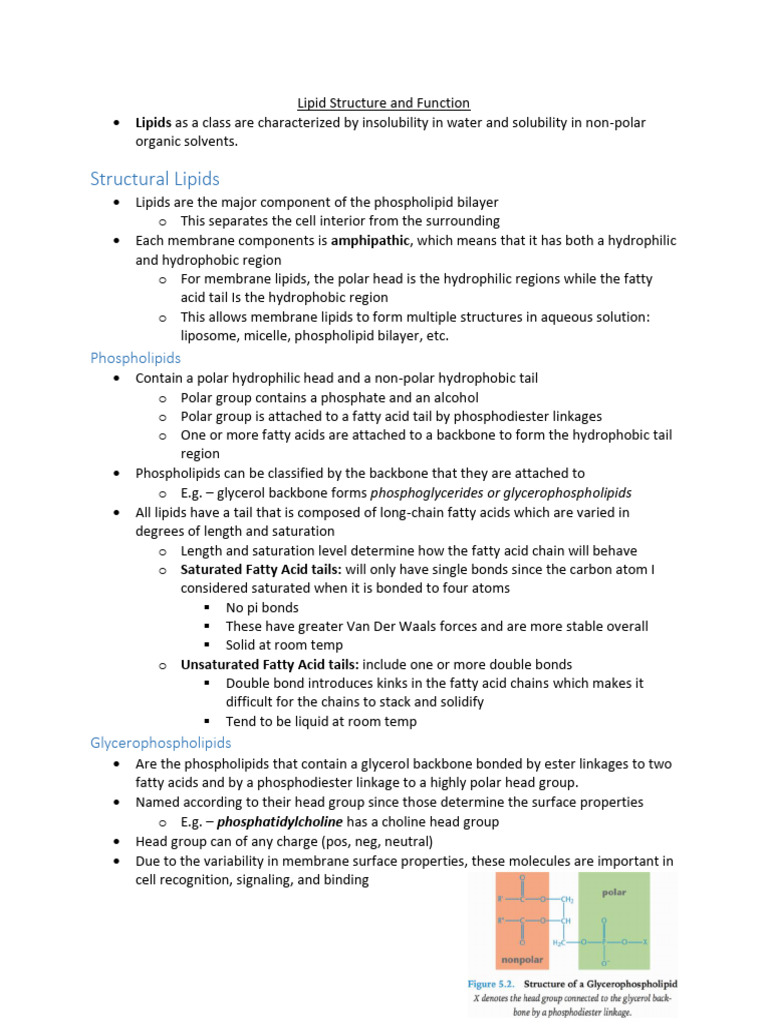 Understanding Lipid Structure and Functions | PDF | Lipid | Fatty Acid