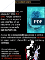 El Cerebro y Estructura Del to