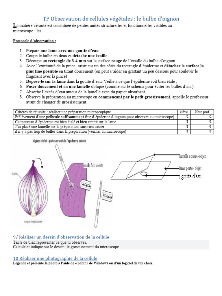observation-de-cellules-d-oignon-au-microscope-pdf-paroi-cellulaire