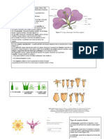 Illustrations types de calice, corolle, fleurs , fruits, graines