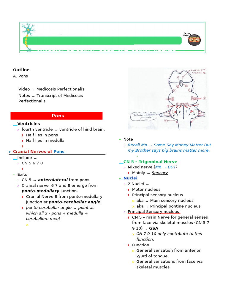 Pons Anatomy and Cranial Nerves Overview | PDF | Brainstem | Cerebellum