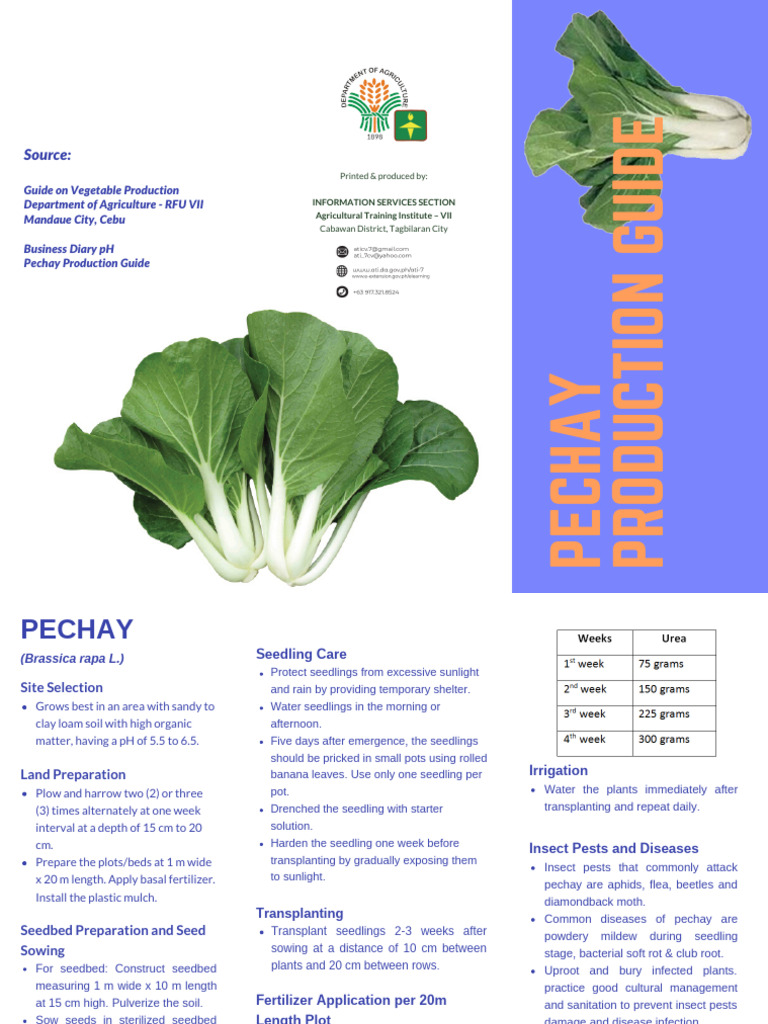 PECHAY final_2 | PDF | Sowing | Seedling