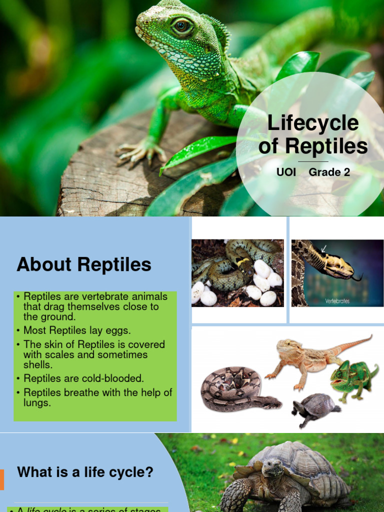 Life Cycle Sa Potanginang Reptile Pdf Reptile Egg