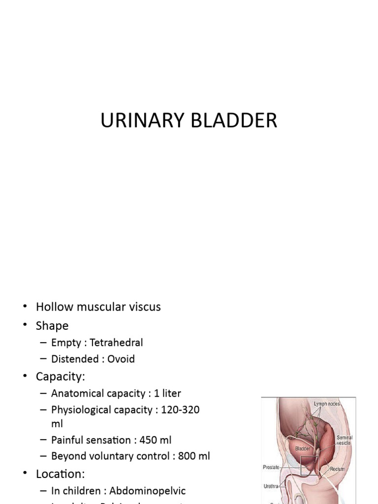 Anatomy of Urinary Bladder and Urethra Biology Diagrams