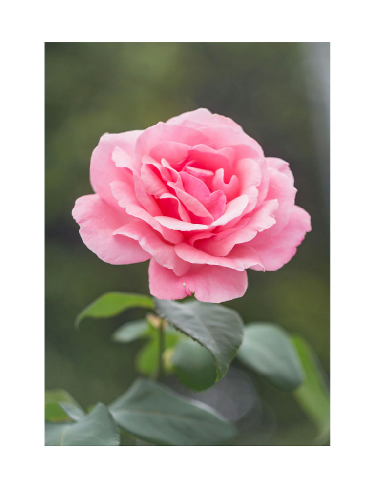 Fleur | PDF