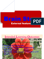 Brain stem  and cranial nuclei anatomy 4 2nd year