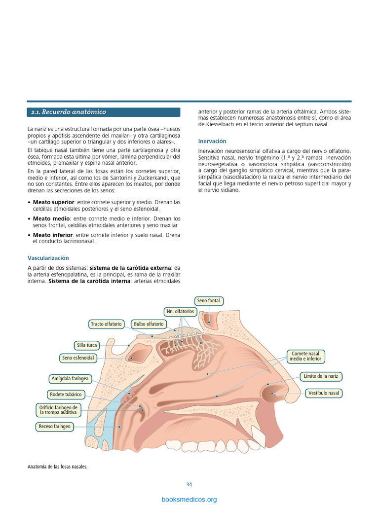 Anatomía y Vascularización de la Nariz | PDF | Nariz humana | Cabeza y ...